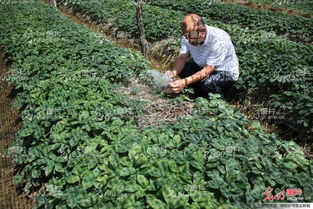 山東榮成 全國參茸產(chǎn)業(yè)專家齊聚一堂，為西洋參種植把脈問診