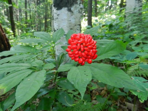 通化人參產業上半年綜合產值突破200億元，西洋參成重要增長點