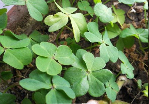 路邊盆栽藏玄機，西洋參根顯驚奇