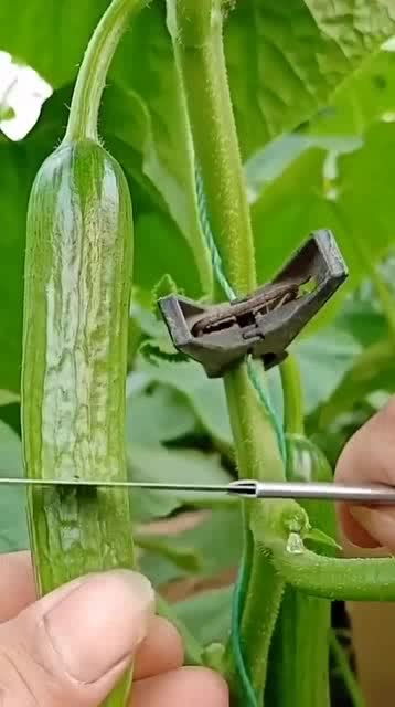 從人參果到黑參 看似高檔的養生食材，其實家庭養護很簡單